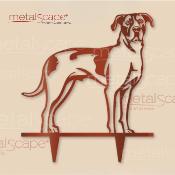 Bull Arab Dog Feature
