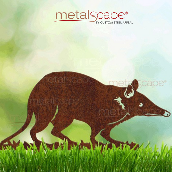 Long Nosed Bandicoot
