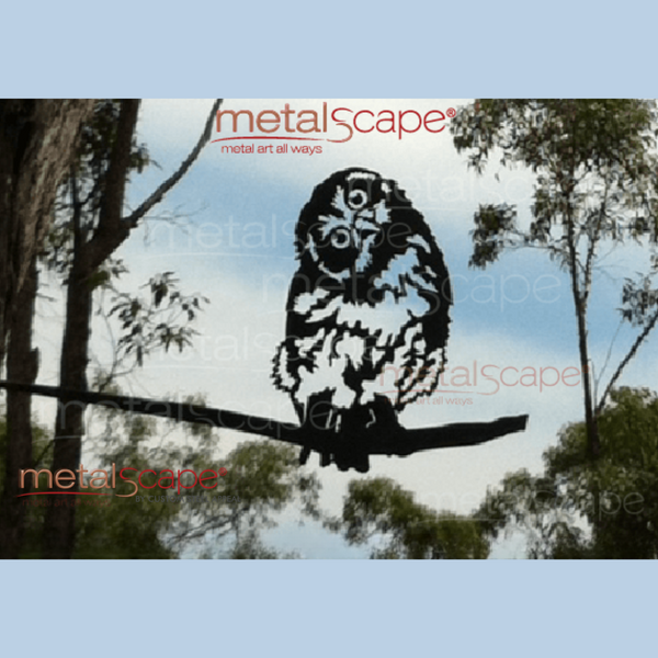 Southern Boobook Owl Fledgling Tree Spike