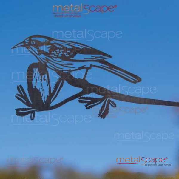 Honeyeater on Banksia Tree Spike