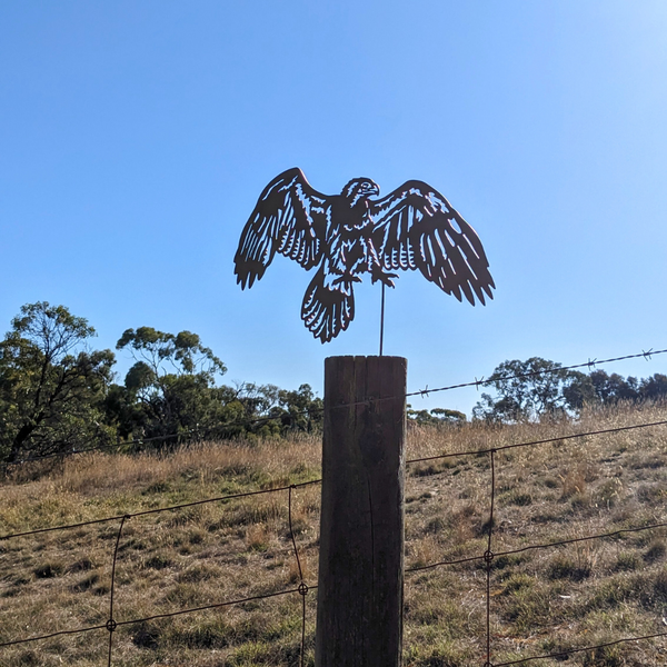 Wedge-Tailed Eagle (Open Wings)