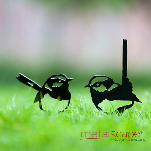 Superb Fairy Wrens - Bundle all 5