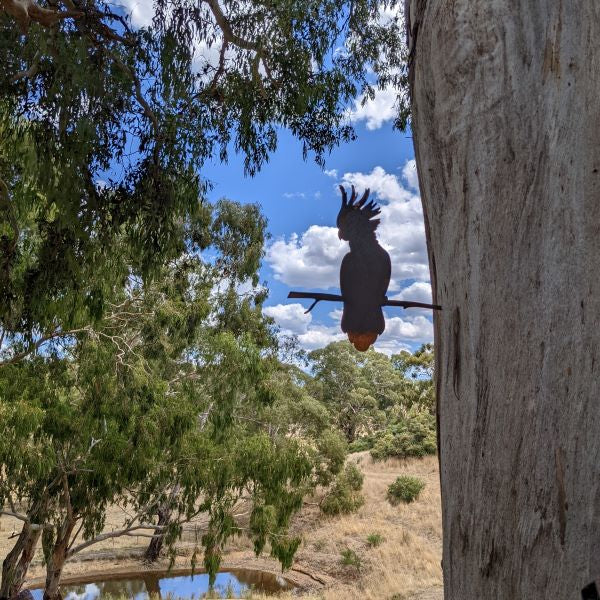 Tree Cockatoo